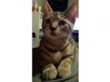 Adopt Maddie a Brown or Chocolate Domestic Shorthair  Mixed (sho