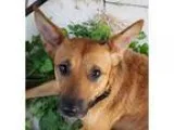 German Shepherd Dog DOG FOR ADOPTION RGADN-327701 - Kitty - Germ