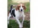 Adopt Blake a Harrier Mixed dog in Charlottesville VA (