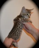 Amazing Scottish fold kittens for sale