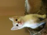 Adopt Hudson a Domestic Short Hair