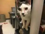 Adopt Daisy a Gray or Blue (Mostly) Domestic Shorthair  Mixed (s
