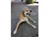 Adopt Elliott a TanYellowFawn Labrador Retriever  Mixed dog in S