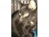 Adopt Orbit a Domestic Shorthair Mixed cat in Duluth MN (
