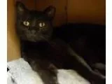 Adopt Napoleon a All Black Domestic Shorthair  Mixed (short coat