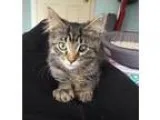 Adopt Spitfire and Mimi a Domestic Short Hair - gray and white T