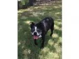 Adopt Barney a Boston Terrier