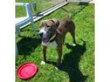 Adopt Pauly a Brindle - with White American Pit Bull Terrier  Pl