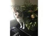 Adopt Monty a Gray or Blue (Mostly) Domestic Shorthair  Mixed ca
