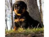 Puppy for sale