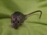 Adopt Damian a Rat small animal in Portland OR (16801049)