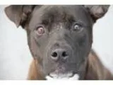 Adopt Apollo a Black - with White Pit Bull Terrier  Labrador Ret