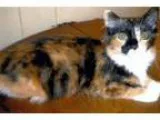 Adopt Ivy - Kitten a Tortoiseshell