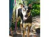 Unknown-Doberman Pinscher Mix DOG FOR ADOPTION RGADN-327975 - Ce