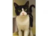 Adopt Delilah a Black and White or Tuxedo Domestic Mediumhair  M