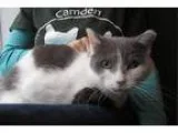 Adopt Grandpa a Gray or Blue (Mostly) Domestic Shorthair (short 