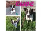 Oliver - Male Labrador RetrieverHound (Unknown Type) Mix