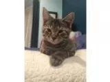 Adopt Kilauea a Brown or Chocolate (Mostly) Domestic Shorthair  