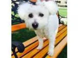 Adopt Samson a White Bichon Frise  Mixed dog in Beavercreek OH (