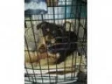 Adopt Dory a Black - with Brown Red Golden Orange or Chestnut Ro