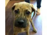 Adopt Filbert a Brindle Boxer  Mixed dog in Chicago IL (16840373