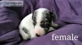 Jack Russell puppies (shorties)