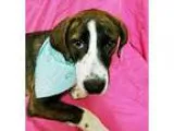 Adopt PUPPY-SHASHA a Foxhound