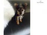 Yorkie teacup puppy for sale