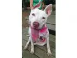 Unknown-American Pit Bull Terrier Mix DOG FOR ADOPTION RGADN-306