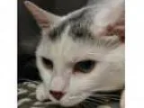 Adopt Winter a White Domestic Shorthair Mixed cat in Norfolk VA