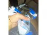 Adopt Rey a Black (Mostly) Domestic Shorthair (short coat) cat i