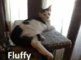 Adopt Fluffy a Gray or Blue (Mostly) Domestic Shorthair  Mixed (