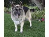 Adopt AMY a Tricolor (TanBrown and Black and White) German Sheph