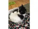 Adopt Mask a Domestic Long Hair
