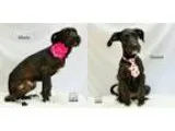 Adopt Donnie and Marie (fostered in Austin) - puppies a Schnauze