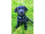 German Shepherd Dog DOG FOR ADOPTION RGADN-332271 - Atlas Jasmin
