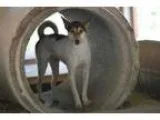 Adopt Cafe a Jack Russell Terrier Cattle Dog