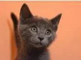Adopt Sloan a Gray or Blue Domestic Shorthair  Mixed (short coat