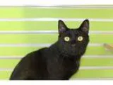 Adopt Reeses a All Black Domestic Shorthair  Mixed (short coat) 
