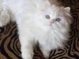 For Sale Re-Homing