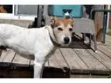 Jack Russell Terrier DOG FOR ADOPTION RGADN-321906 - Max - Jack 