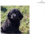 (^.^)  DO NOT MISS THIS!  WON T LAST, HEALTHY, PLAYFUL - ADORABL