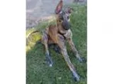 Adopt Arrow a Brindle Greyhound  Mixed dog in Tucson AZ (1681419
