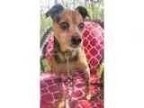 Adopt Teddy a BrownChocolate - with Black Norwich Terrier  Minia