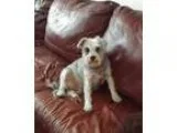 Adopt Schnauzer boy a Schnauzer