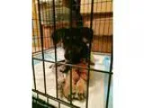 Adopt Jackson a Giant Schnauzer German Shepherd Dog