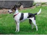 Rat Terrier DOG FOR ADOPTION RGADN-24377 - Foster small dogs - R