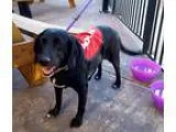Labrador Retriever-Basset Hound Mix DOG FOR ADOPTION RGADN-32811