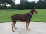 Unknown-Labrador Retriever Mix DOG FOR ADOPTION RGADN-273431 - B