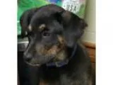 Adopt Fredonia a Black - with Tan Yellow or Fawn German Shepherd